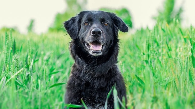 L’ordre le plus important à apprendre à son chien