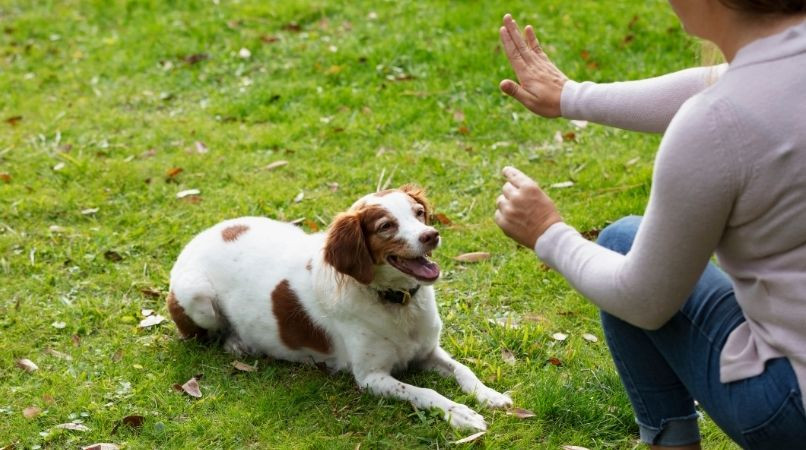 Comment améliorer le « pas bouger » de votre chien ?