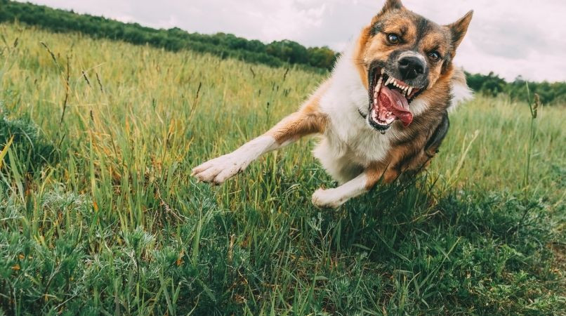 Comment éduquer un chien agressif ?