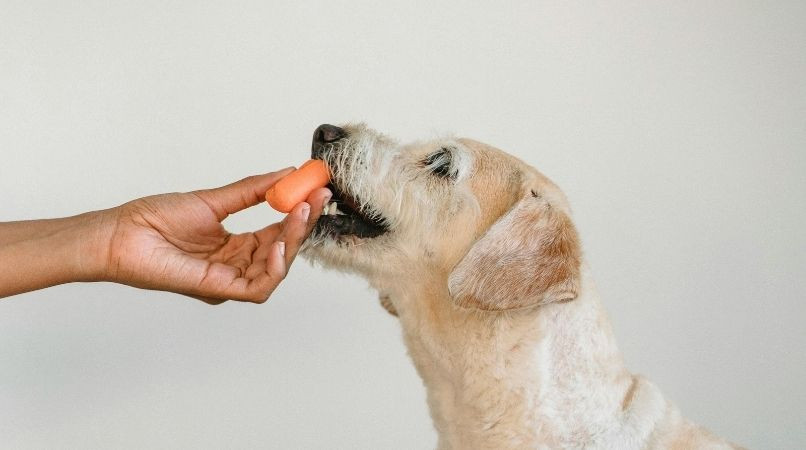 Pourquoi votre chien vous mord les doigts ?