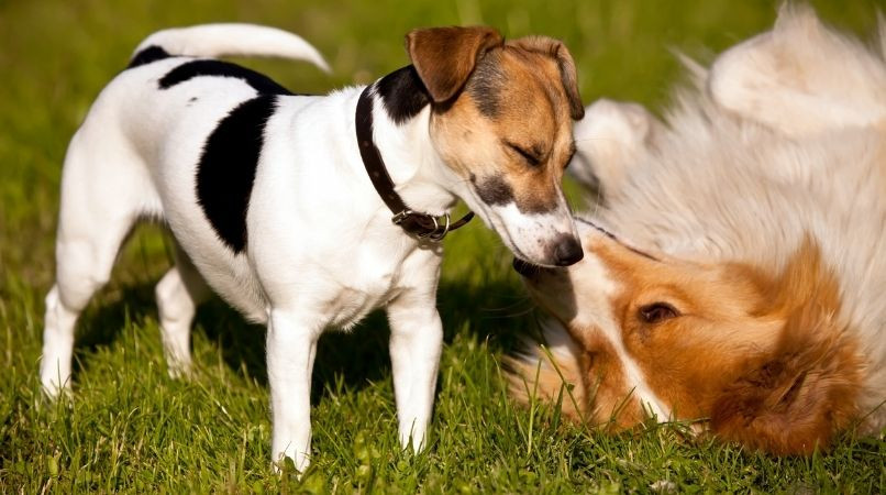 La socialisation chez le chien : les erreurs à éviter