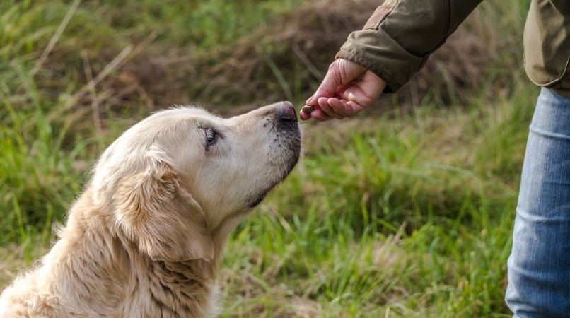 Pourquoi mon chien ne veut plus ses friandises ?