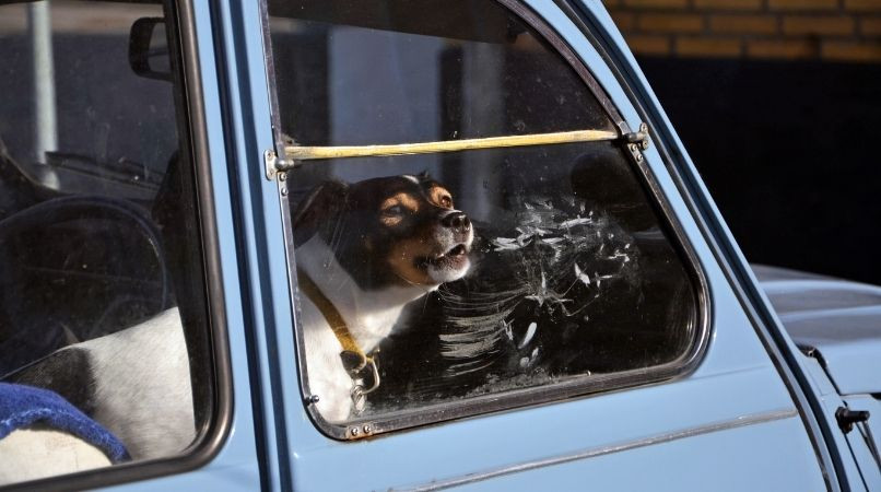 Dresser un chien pour qu’il ne soit plus agressif en voiture