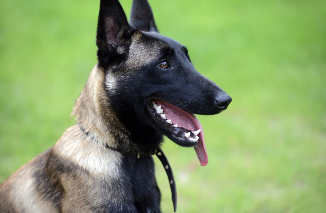 Comment sauver un chien jugé ingérable après des années d’échec ?