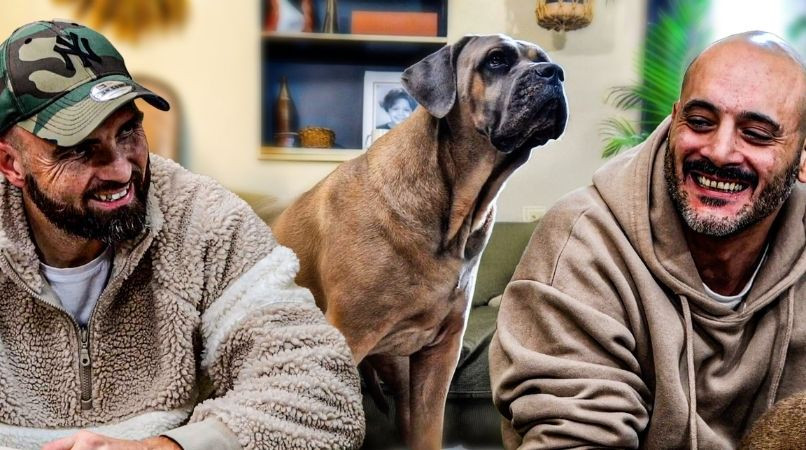 Cane Corso : zéro droit à l’erreur ?