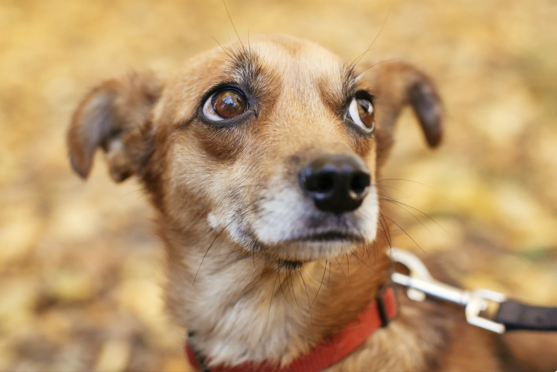 Comment mieux comprendre et gérer la peur chez son chien ?