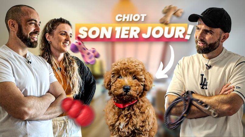 Accueillir un chiot : les secrets d’un premier jour réussi