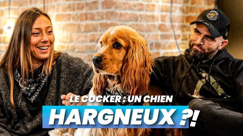 Cocker : le petit chien hargneux ?