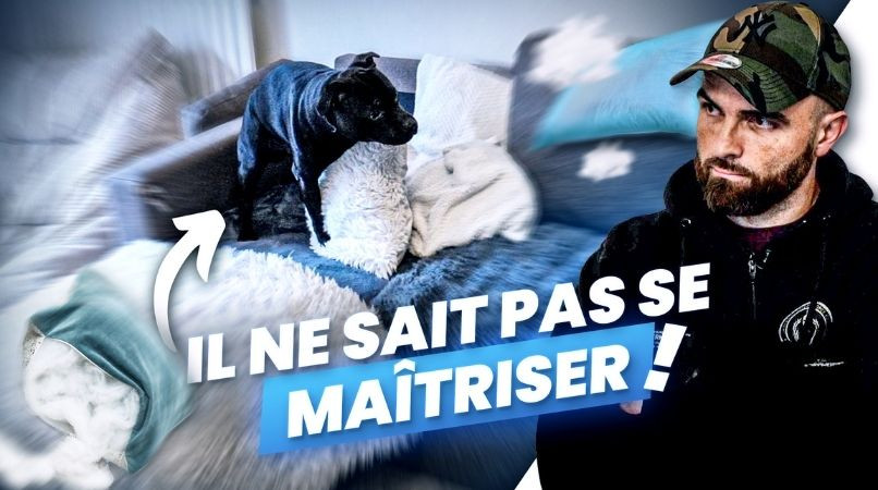 Mon chien détruit tout et grimpe sur les coussins : comment gérer ce comportement infernal ?