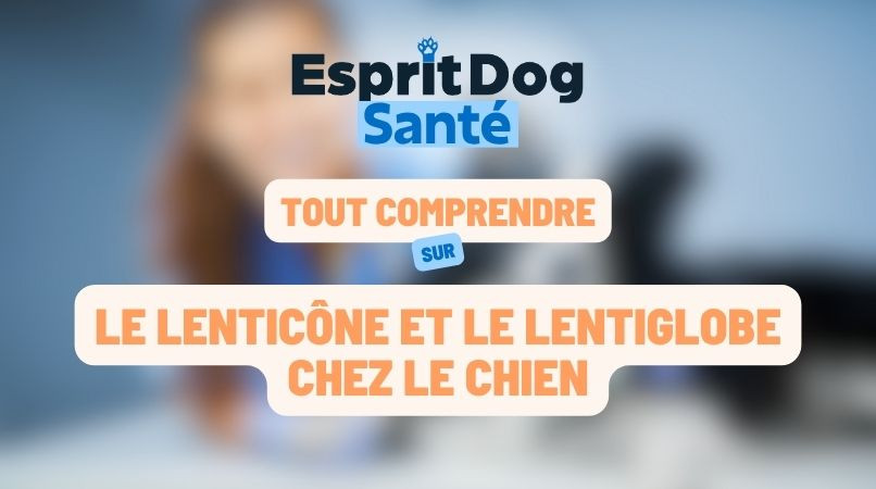 Le lenticône et le lentiglobe chez le chien
