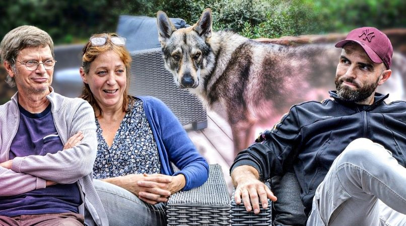 Chien-loup : un chien pas comme les autres