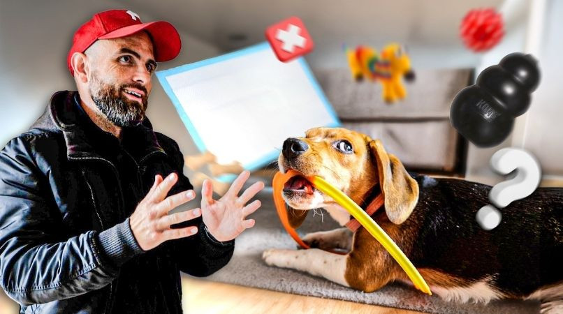 Mon chiot Beagle de 5 mois : comment gérer quand tout devient la galère ?