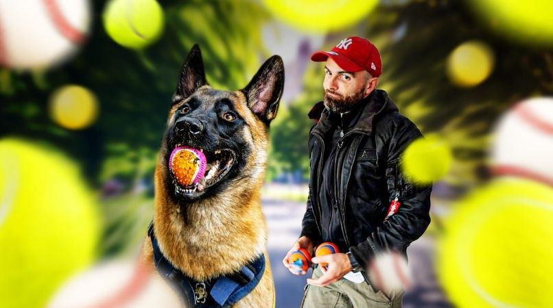 Mon chien est obsédé par les balles : comment canaliser un Malinois accro au jeu ?
