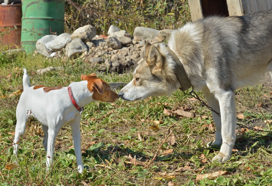 Mon chiot ne s’entend pas avec mon premier chien : comment rétablir la paix à la maison ?
