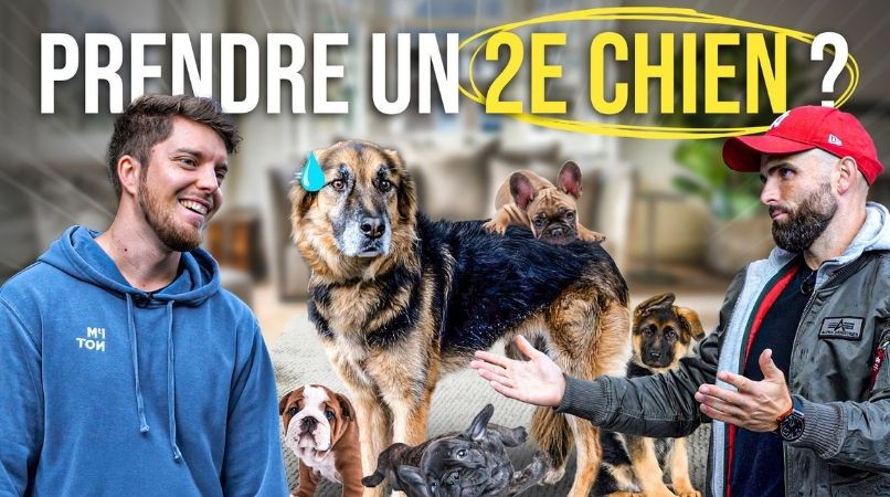 J’ai un chien, j’en veux un deuxième : bonne ou mauvaise idée ?