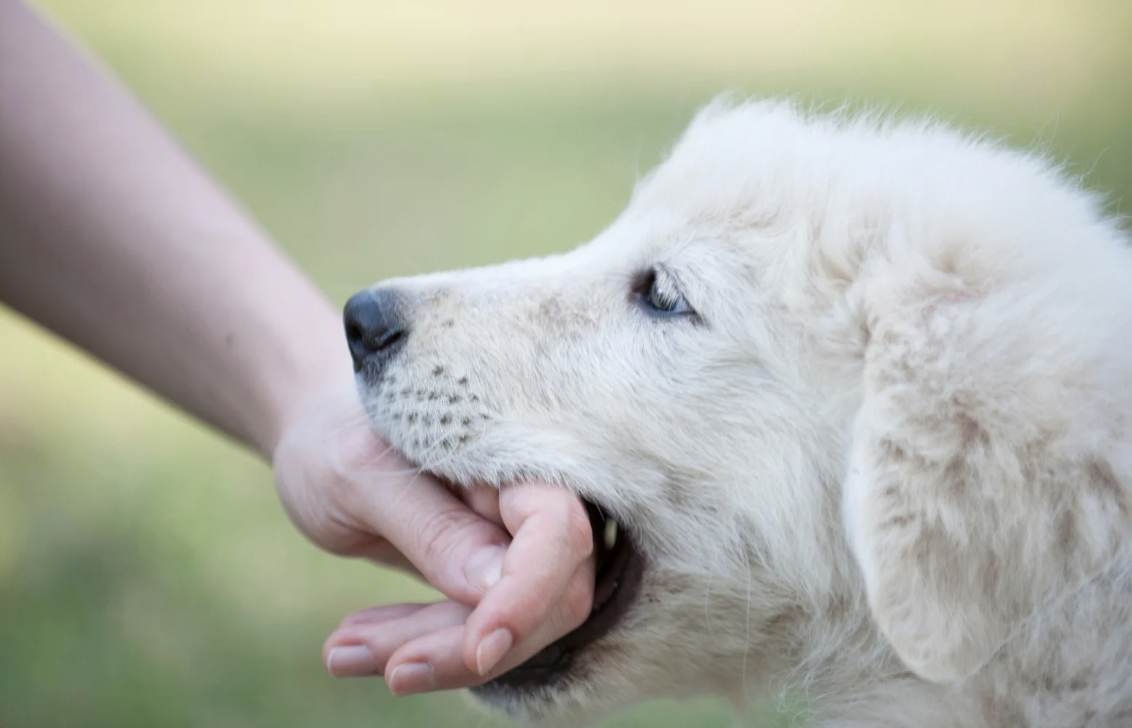 « Je ne le pensais pas capable de mordre ! » : l’histoire d’un Berger Australien agressif qui a retrouvé confiance