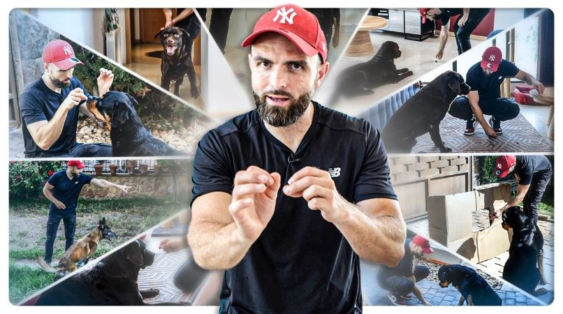 10 exercices faciles à faire à la maison pour stimuler votre chien