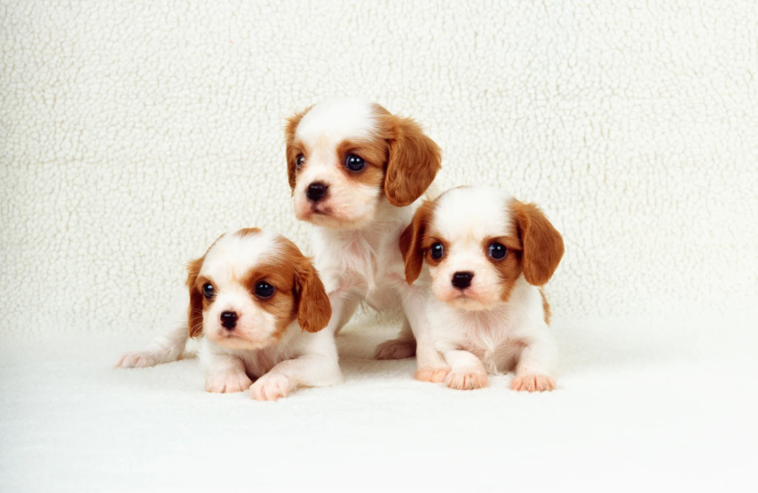 Comment avoir un chiot épanoui ?