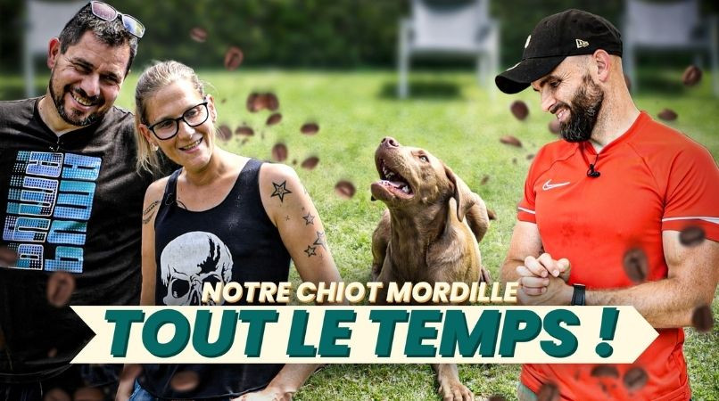 Mon chiot mordille tout le temps : comment réagir sans aggraver le problème ?