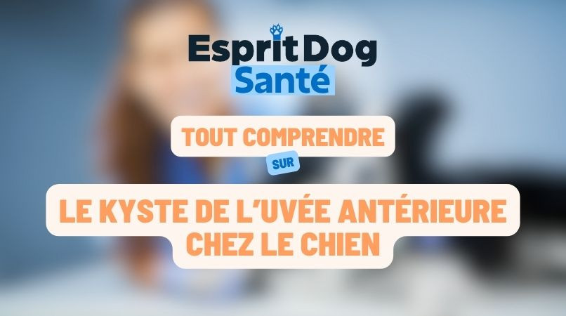 Le kyste de l’uvée antérieure chez le chien