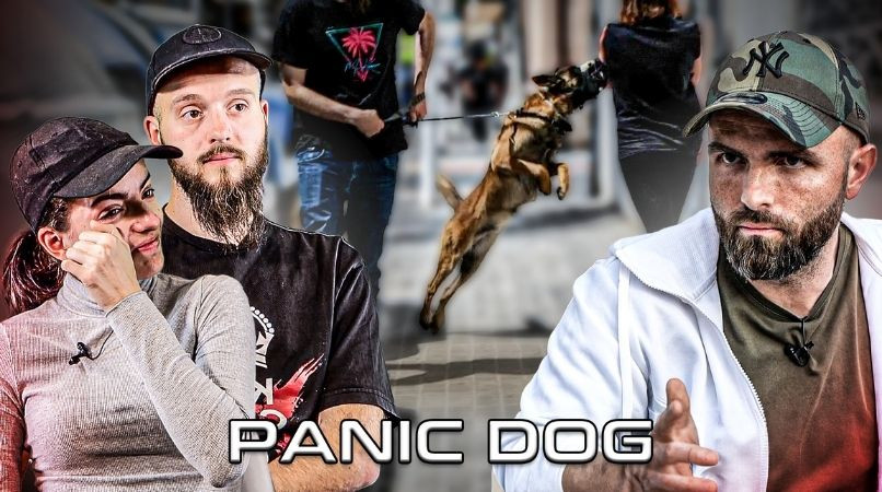 Ce Malinois agressif était « condamné » : comment Titan a échappé à l’euthanasie