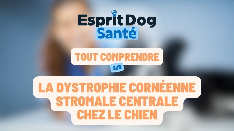 La dystrophie cornéenne stromale centrale chez le chien