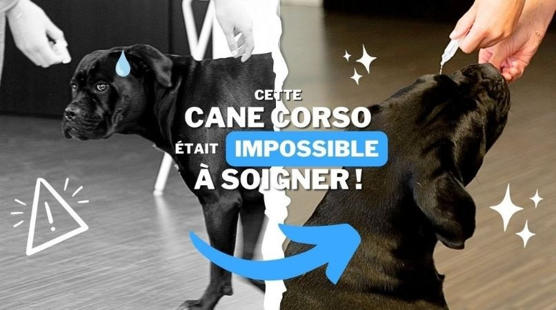 Comment soigner un chien qui refuse les soins ?