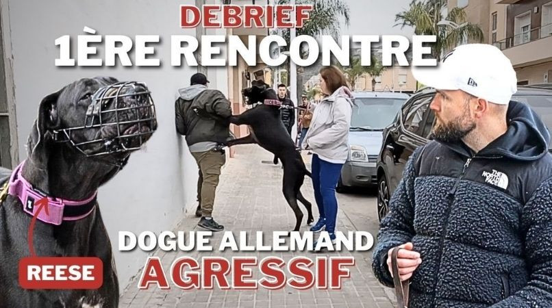Dogue Allemand “dominant” : comment comprendre et apaiser son comportement ?