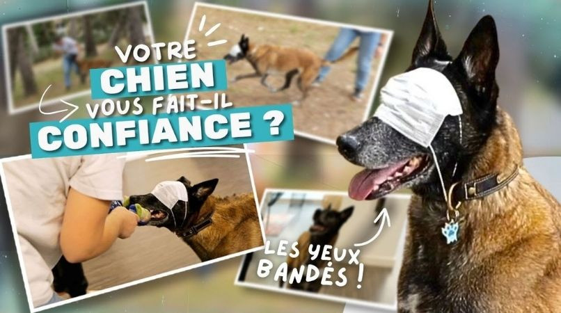 Exercices pour chien : les meilleurs exercices pour renforcer la confiance