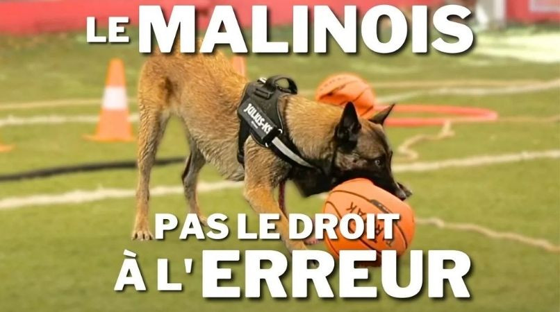 Les erreurs avec un Malinois : ces détails qui peuvent tout faire dérailler