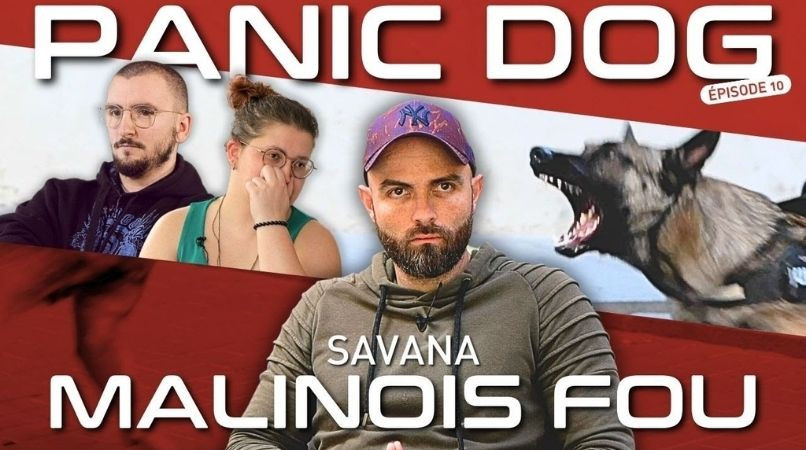 Malinois fou : comment Savana est passée du chaos à une vie apaisée