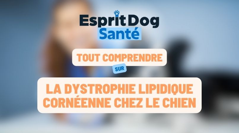La dystrophie lipidique cornéenne chez le chien