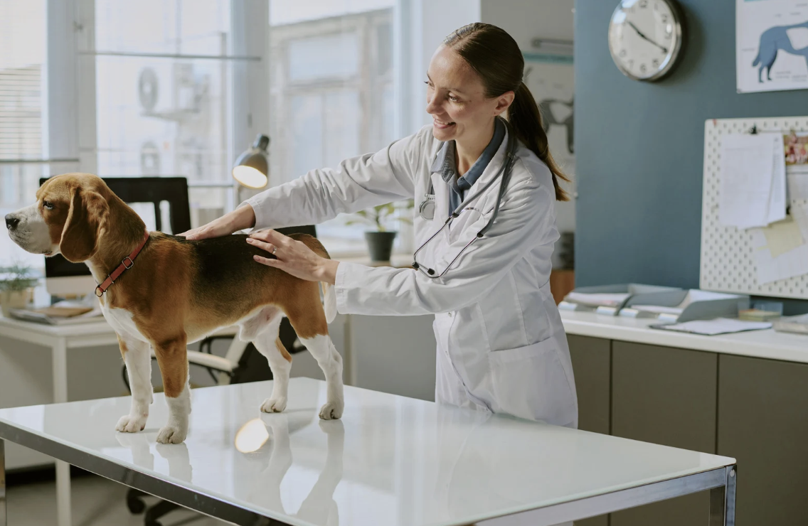 Mon chien n’a pas de rappel : comment retrouver un vrai lien de confiance ?