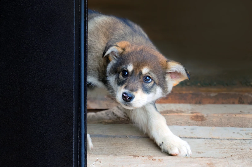 SOS mon chiot est peureux : et s’il était simplement timide ?