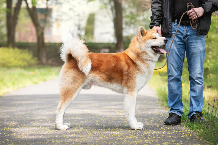 Vivre avec un Akita : mythe d’un monstre ou réalité ?