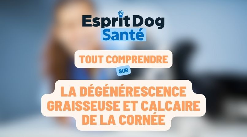 La dégénérescence graisseuse et calcaire de la cornée