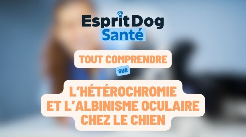 L’hétérochromie et l’albinisme oculaire chez le chien