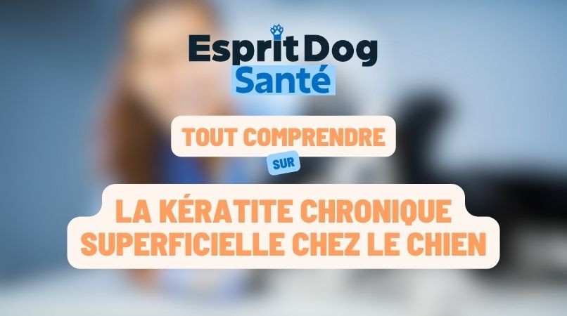 La kératite chronique superficielle chez le chien