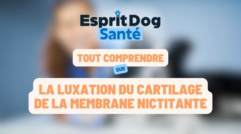 La luxation du cartilage de la membrane nictitante