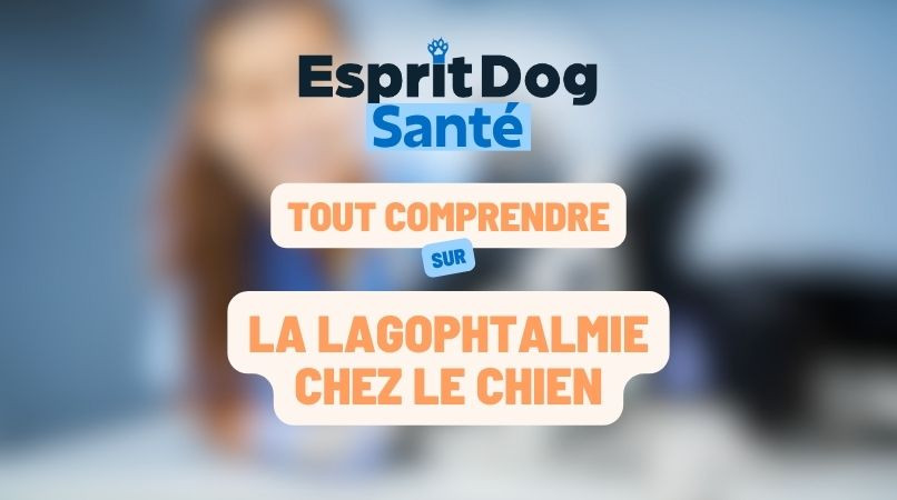 La lagophtalmie chez le chien