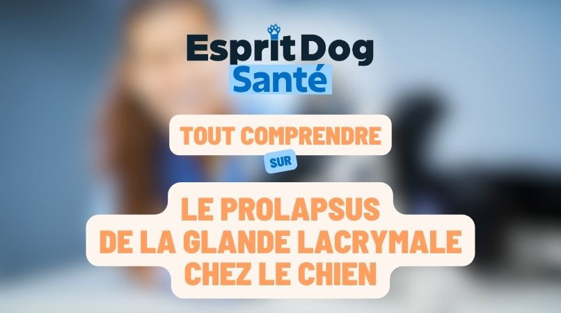 Le prolapsus de la glande lacrymale chez le chien