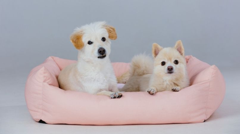 Faut-il un panier pour chaque chien ?