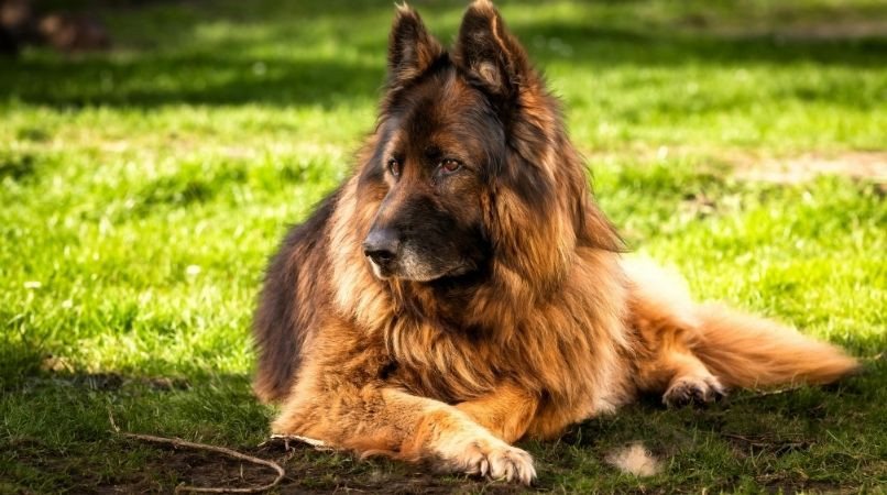Pourquoi mon chien ne joue-t-il pas avec d’autres chiens ?