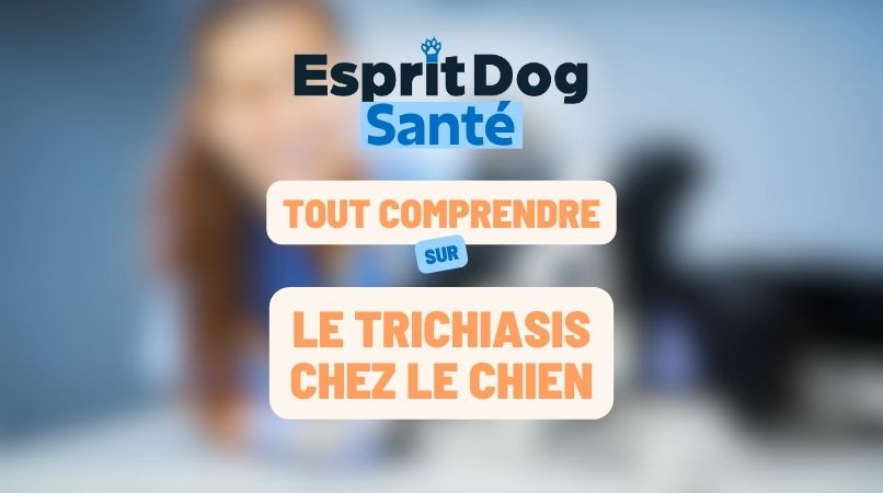 Le trichiasis chez le chien