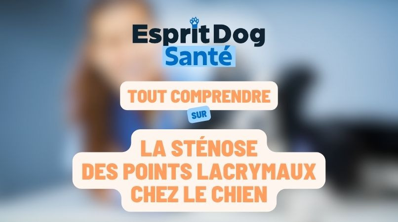 La sténose des points lacrymaux chez le chien