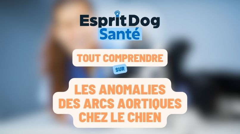 Les anomalies des arcs aortiques chez le chien