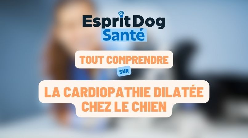 La cardiopathie dilatée chez le chien