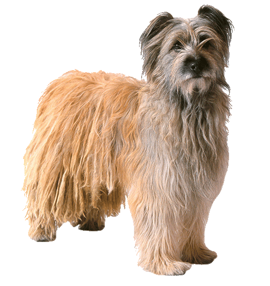 Le Berger des Pyrénées : un chien rusé et preneur d’initiatives