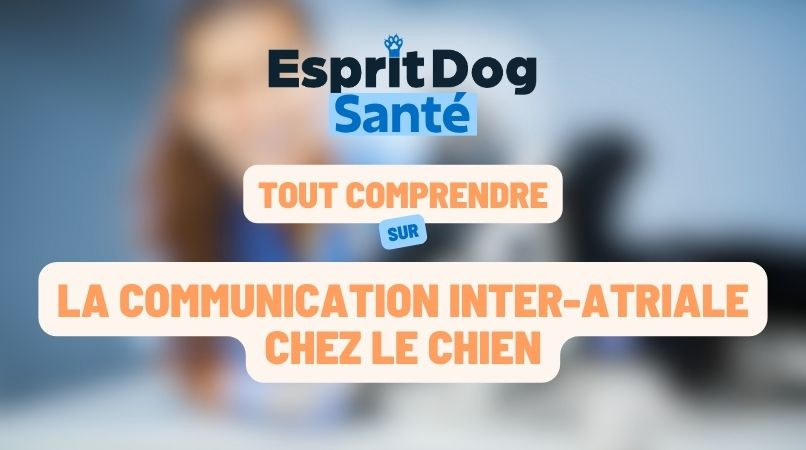 La communication inter-atriale chez le chien