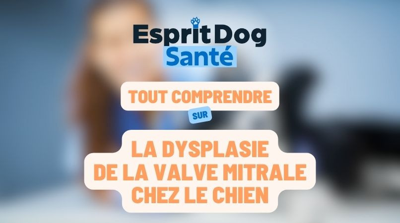 La dysplasie de la valve mitrale chez le chien